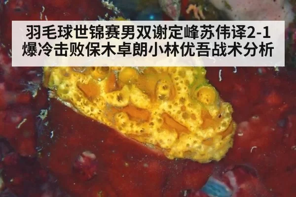 羽毛球世锦赛男双谢定峰苏伟译2-1爆冷击败保木卓朗小林优吾战术分析